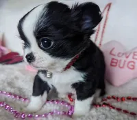 Tiffany, a female Chihuahua for sale in Portland, OR – Photo 1 of 10