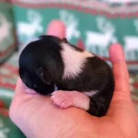 Tiffany, a female Chihuahua for sale in Portland, OR – Photo 8 of 10