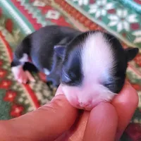 Tiffany, a female Chihuahua for sale in Portland, OR – Photo 10 of 10