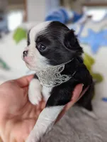 Tiffany, a female Chihuahua for sale in Portland, OR – Photo 6 of 10