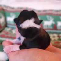 Tiffany, a female Chihuahua for sale in Portland, OR – Photo 5 of 10