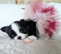 Tiffany, a female Chihuahua for sale in Portland, OR – Photo 2 of 10