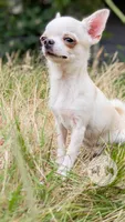 Pikachu, a male Chihuahua for sale in Portland, OR – 4 of 10