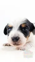 Max Jr, a male Miniature Dachshund for sale in Portland, OR – 6 of 10