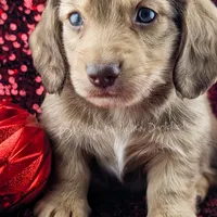 Chestnut, a male Miniature Dachshund for sale in Portland, OR – Photo 4 of 10