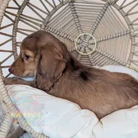 Chestnut, a male Miniature Dachshund for sale in Portland, OR – Photo 3 of 10