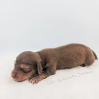 Chestnut, a male Miniature Dachshund for sale in Portland, OR – Photo 8 of 10