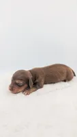 Chestnut, a male Miniature Dachshund for sale in Portland, OR – Photo 8 of 10