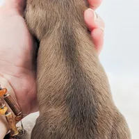Chestnut, a male Miniature Dachshund for sale in Portland, OR – Photo 9 of 10