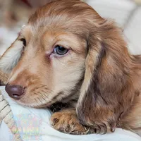 Chestnut, a male Miniature Dachshund for sale in Portland, OR – Photo 1 of 10