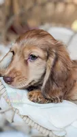 Chestnut, a male Miniature Dachshund for sale in Portland, OR – Photo 1 of 10