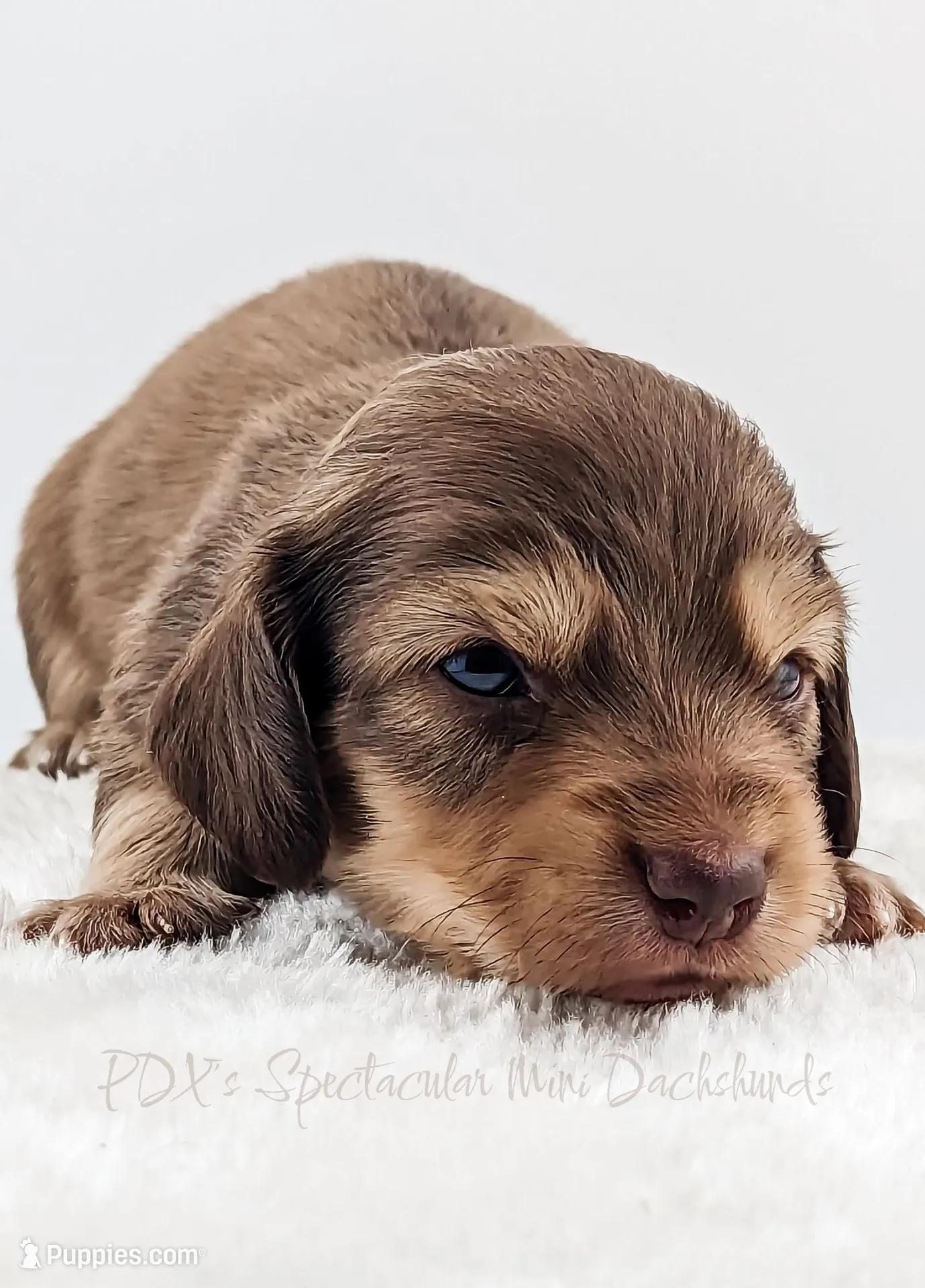Chestnut, a male Miniature Dachshund for sale in Portland, OR – Photo 6 of 10