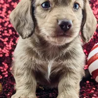 Chestnut, a male Miniature Dachshund for sale in Portland, OR – Photo 5 of 10