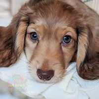 Chestnut, a male Miniature Dachshund for sale in Portland, OR – Photo 2 of 10