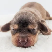 Chestnut, a male Miniature Dachshund for sale in Portland, OR – Photo 7 of 10