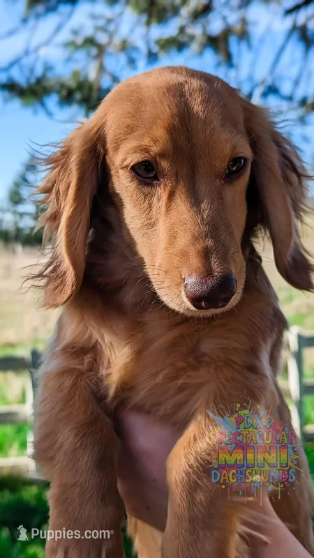 Chestnut – Miniature Dachshund puppy for sale in Portland, OR