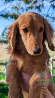 Chestnut, a male Miniature Dachshund for sale in Portland, OR – 1 of 10