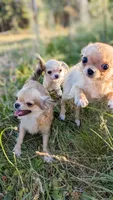 Smore, a male Chihuahua for sale in Portland, OR – 4 of 10