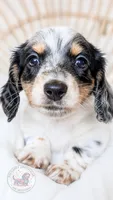 Max Jr, a male Miniature Dachshund for sale in Portland, OR – 3 of 10