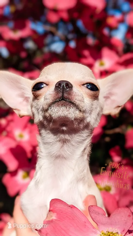Elsa – Chihuahua puppy for sale in Portland, OR