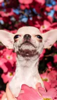 Elsa, a female Chihuahua for sale in Portland, OR – 2 of 7