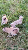 Smore, a male Chihuahua for sale in Portland, OR – 8 of 10
