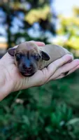 Amber, a male Miniature Dachshund for sale in Portland, OR – 9 of 10