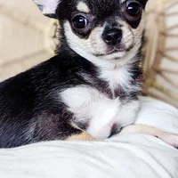 Skipper, a female Chihuahua for sale in Portland, OR – Photo 5 of 10