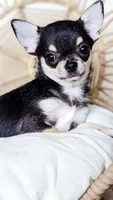 Skipper, a female Chihuahua for sale in Portland, OR – Photo 5 of 10