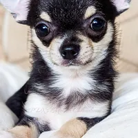 Skipper, a female Chihuahua for sale in Portland, OR – Photo 2 of 10
