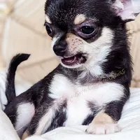 Skipper, a female Chihuahua for sale in Portland, OR – Photo 4 of 10