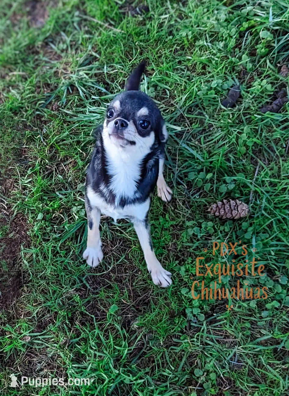 Skipper, a female Chihuahua for sale in Portland, OR – Photo 10 of 10