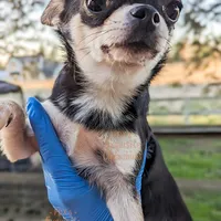 Skipper, a female Chihuahua for sale in Portland, OR – Photo 9 of 10