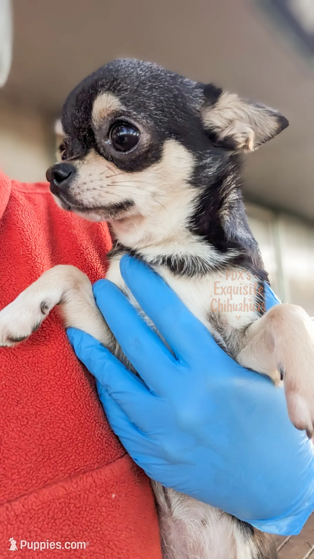 Chihuahua Puppy For Sale in Portland | Puppies.com