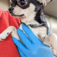 Skipper, a female Chihuahua for sale in Portland, OR – Photo 8 of 10
