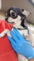 Skipper, a female Chihuahua for sale in Portland, OR – Photo 8 of 10