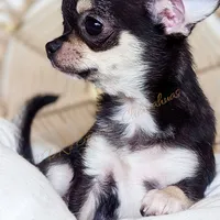Skipper, a female Chihuahua for sale in Portland, OR – Photo 7 of 10