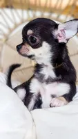 Skipper, a female Chihuahua for sale in Portland, OR – Photo 7 of 10
