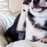 Skipper, a female Chihuahua for sale in Portland, OR – Photo 6 of 10