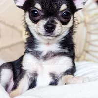 Skipper, a female Chihuahua for sale in Portland, OR – Photo 3 of 10