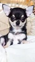 Skipper, a female Chihuahua for sale in Portland, OR – Photo 3 of 10