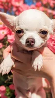 Pikachu, a male Chihuahua for sale in Portland, OR – 3 of 5