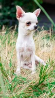 Pikachu, a male Chihuahua for sale in Portland, OR – 5 of 10