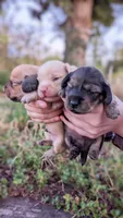 Agate, a male Miniature Dachshund for sale in Portland, OR – 9 of 10