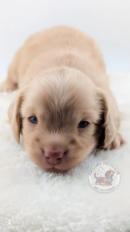 Agate – Miniature Dachshund puppy for sale in Portland, OR