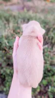 Agate, a male Miniature Dachshund for sale in Portland, OR – 4 of 10