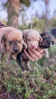 Agate, a male Miniature Dachshund for sale in Portland, OR – 3 of 10
