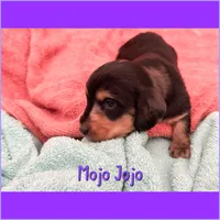 Mojo Jojo, a male Dachshund for sale in San Antonio, TX – 2 of 2