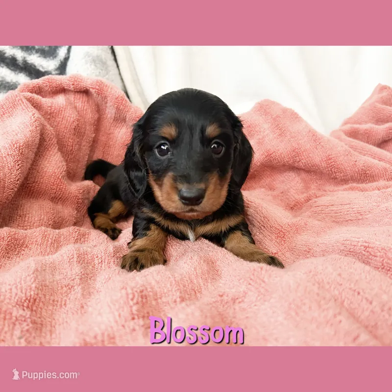 Blossom – Dachshund puppy for sale in San Antonio, TX