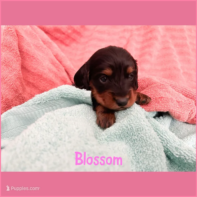 Blossom – Dachshund puppy for sale in San Antonio, TX